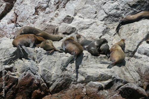 sea lion on rock