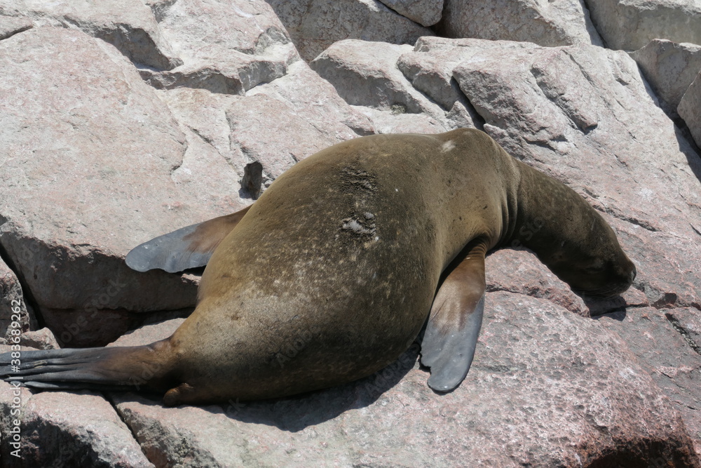 Obraz premium island sea lions