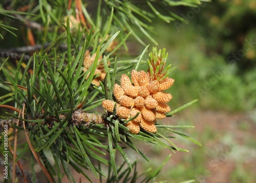 Lodgepole Pine (Pinus contorta) cones on a branch in Beartooth Mountains, Montana