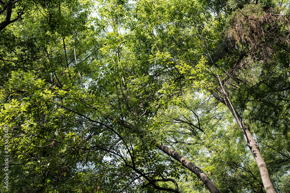 Naklejka premium Parque México