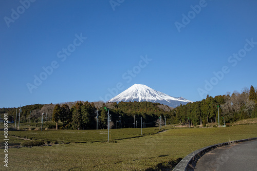 Tea trees with Fuji Mountian view in Fujinomiya, Shizuoka. Shizuoka is one of the best natural on Tea in the world.