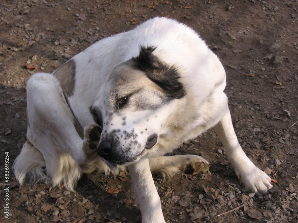 Foto de shaggy big dog scratches his ear with a paw from fleas with