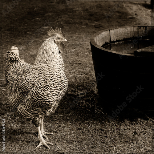 hen photo