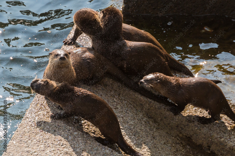 Obraz premium Wild river otters swimming and playing in the Snake River in Grand Teton National Park (Wyoming).