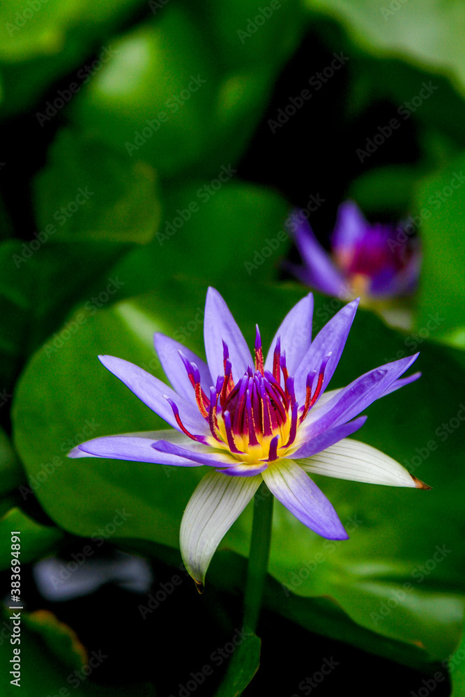 Nymphaea nouchali blue lotus flowering close up Nymphaea nouchali blue lotus flowering close up