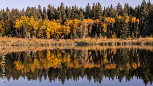 Autumn Colors by a Lake. Beautiful Fall Golden Yellow Aspen Tree Leaves Reflecting in a Pond in the Forest Landscape Wallpaper
