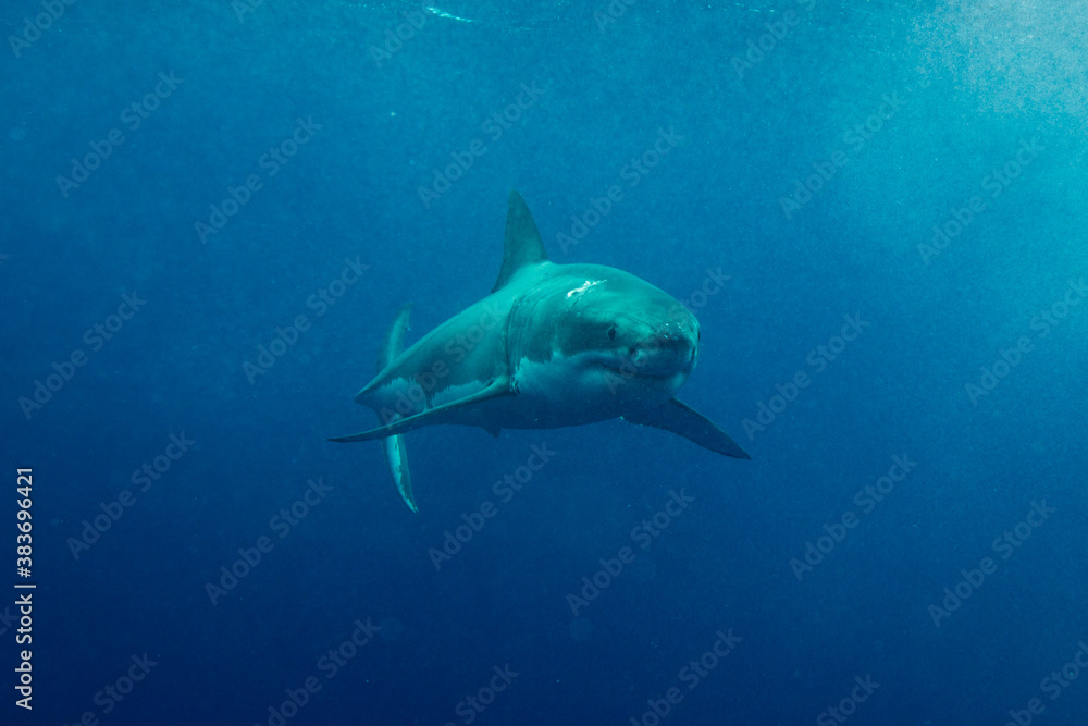 A shark swims in open ocean A shark swims in open ocean