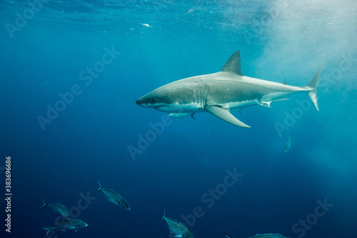 A shark swims in open ocean