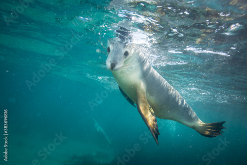 A Sea Lion swims playfully under the surface © Jemma Craig
