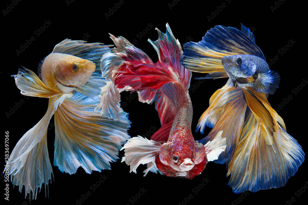 The moving moment beautiful of betta fish on black background The moving moment beautiful of betta fish on black background