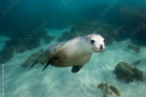 A Sea Lion swims playfully under the surface © Jemma Craig