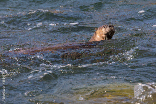 Wild river otters swimming and playing in the Snake River in Grand Teton National Park (Wyoming). © Patrick