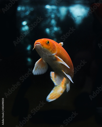 Photography Koi fish, golden koi, yellow koi fish isolated on black background
