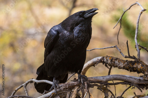 A wild raven perched on a branch in Grand Teton National Park (Wyoming).