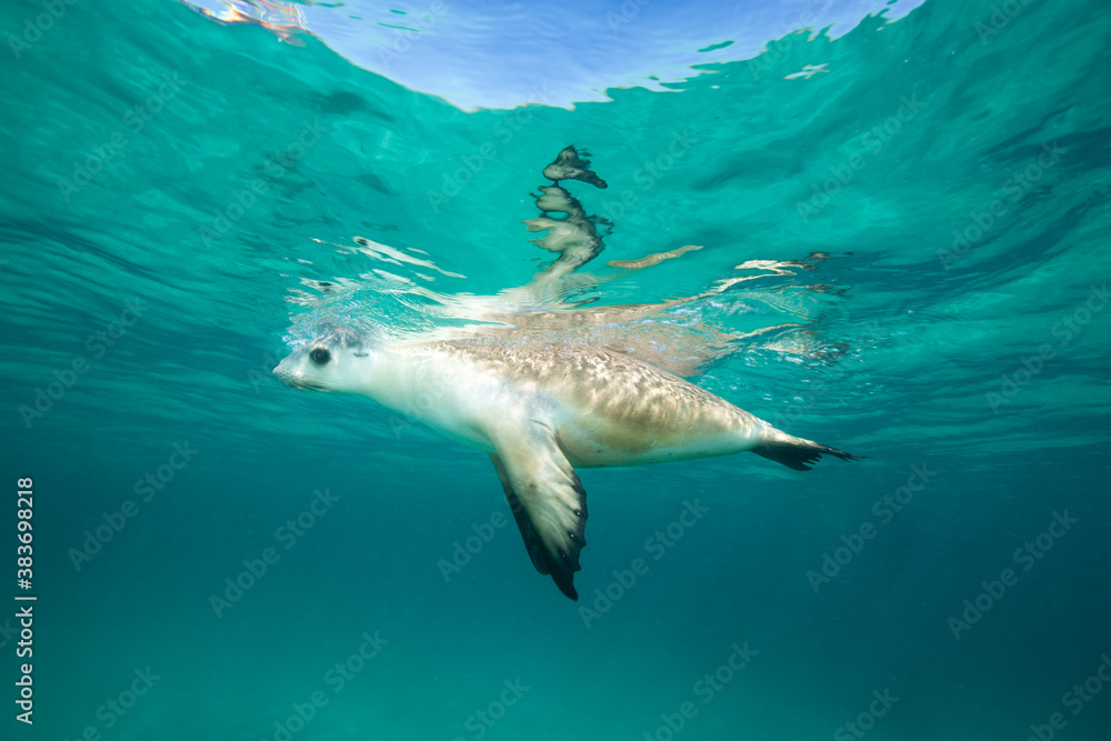 Naklejka premium A Sea Lion swims playfully under the surface