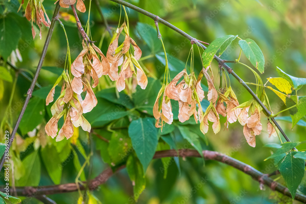 Box elder tree with green foliage and winged seeds close up Box elder tree with green foliage and winged seeds close up