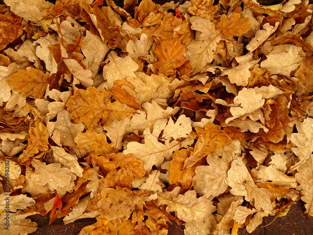 fallen autumn oak leaves in raindrops, selective focus fallen autumn oak leaves in raindrops, selective focus