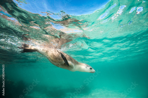 A Sea Lion swims playfully under the surface