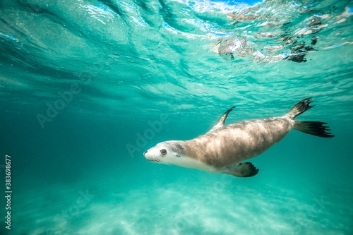 A Sea Lion swims playfully under the surface