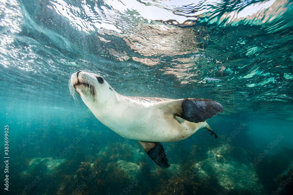 Fototapeta premium A Sea Lion swims playfully under the surface