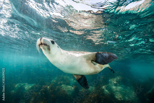 A Sea Lion swims playfully under the surface