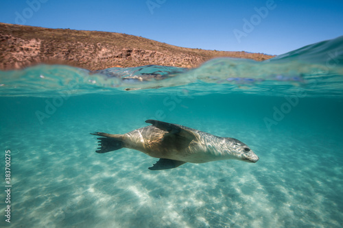 A Sea Lion swims playfully under the surface