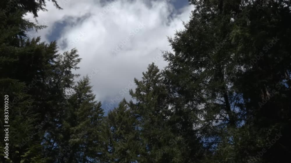 clouds blowing past silhouetted pine trees clouds blowing past silhouetted pine trees