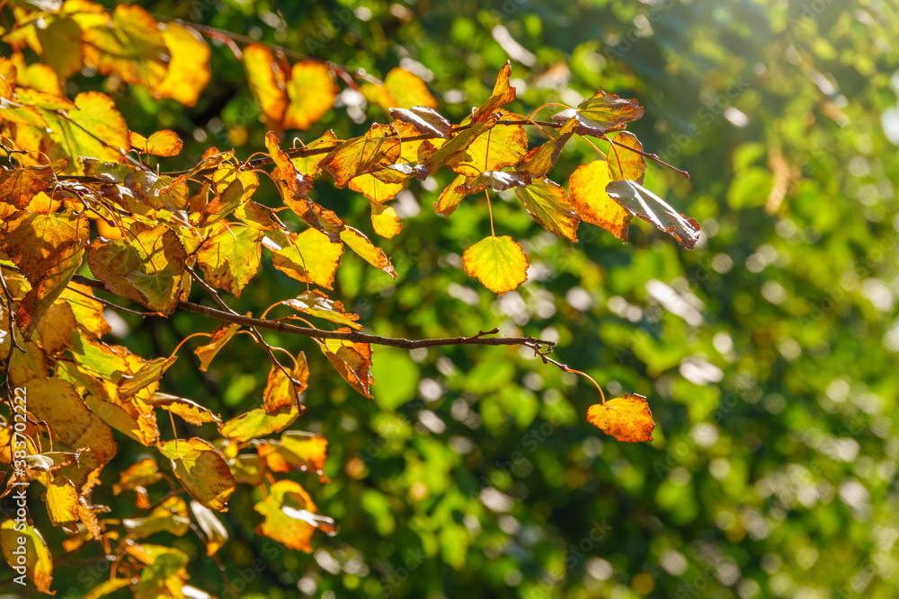 Tilia branch with yellow leaves in autumn, in the light of sunset.