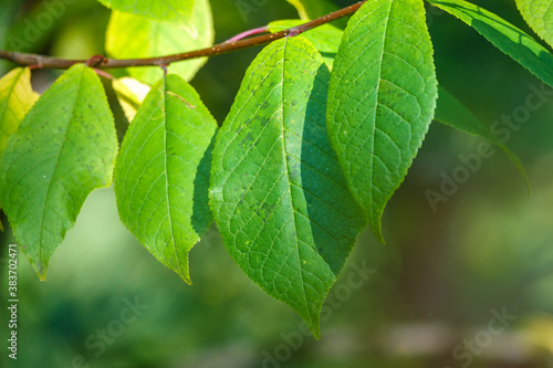 Green leaves of a bird cherry with blurred background.
