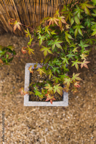 close-up of japanese maple plant outdoor