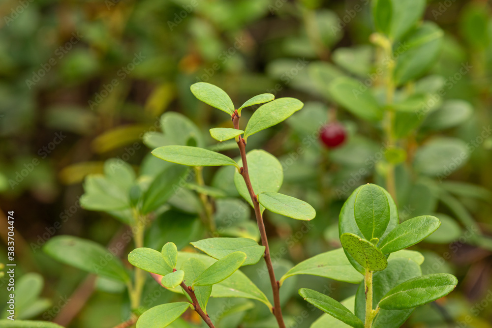 healthy, natural, organic red cranberries with plants in the forest in summer,autumn healthy, natural, organic red cranberries with plants in the forest in summer,autumn