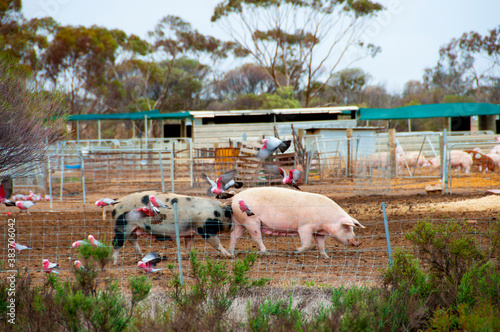 Tela Free Range Pork Farm in the Field