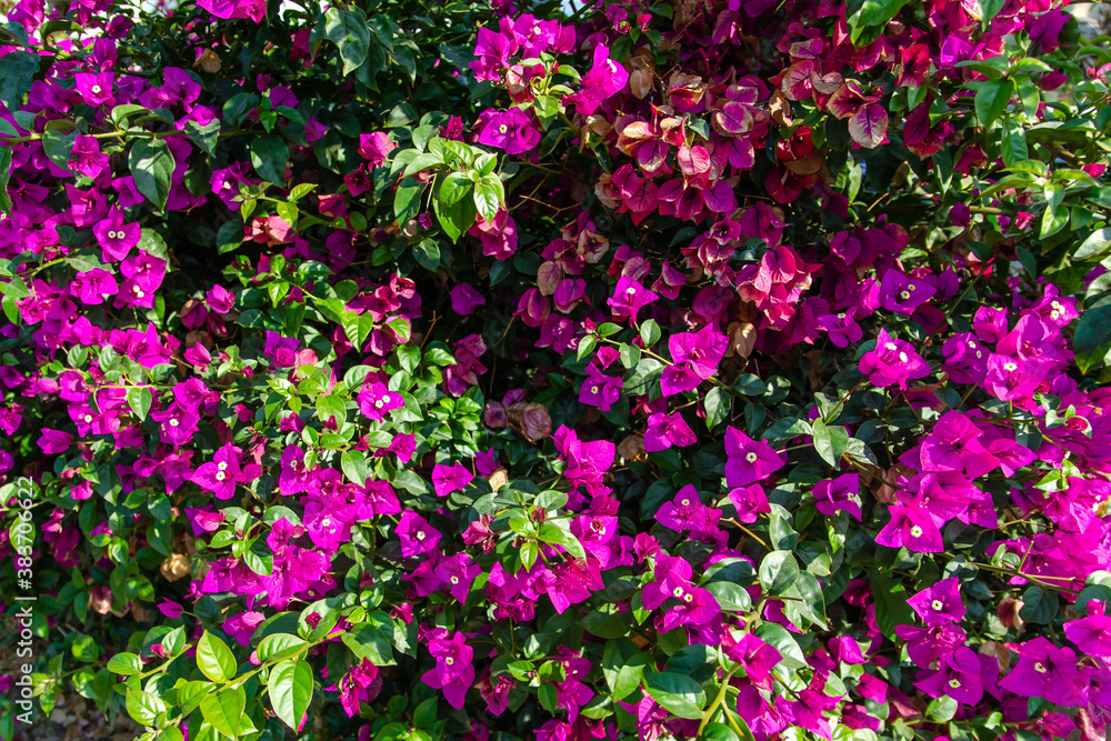 Close-up view Bougainvillea tree with flowers. Blooming Bougainvillea flowers background.	