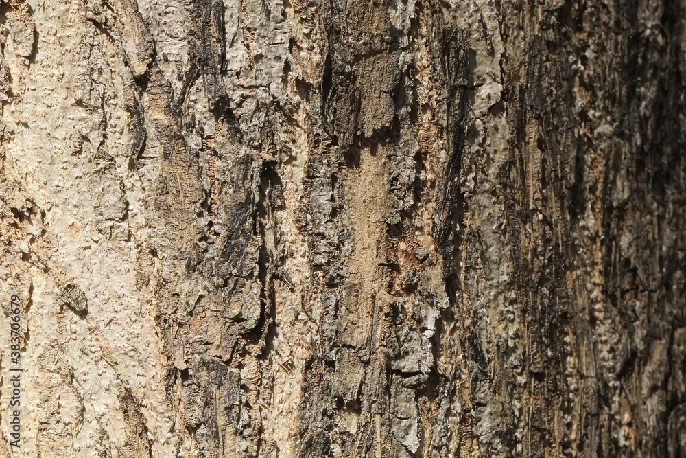 Old tree wood texture background in a tropical forest Old tree wood texture background in a tropical forest