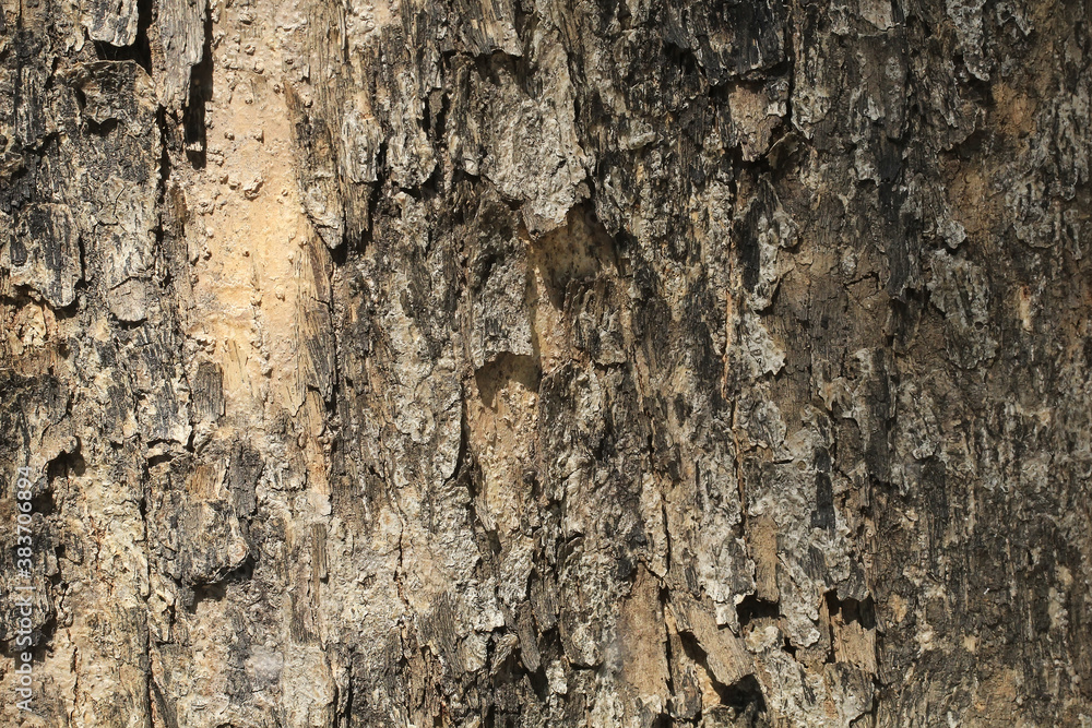 Old tree wood texture background in a tropical forest Old tree wood texture background in a tropical forest