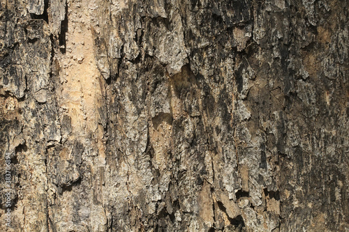 Old tree wood texture background in a tropical forest