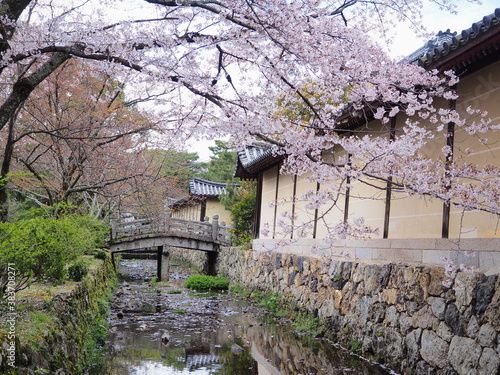 大覚寺境内の桜