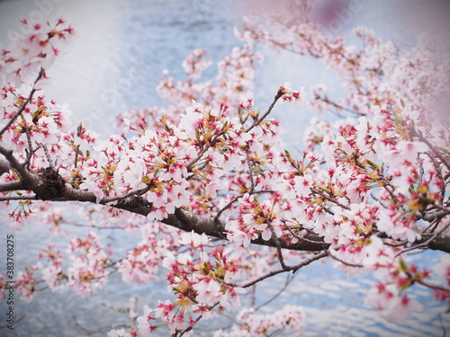 桜と反射した空の色