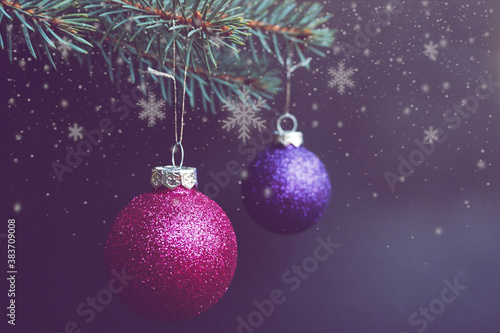 pink and lilac round shiny New Year s toys hang on a green spruce branch on a black background with white snowflakes.  christmas background