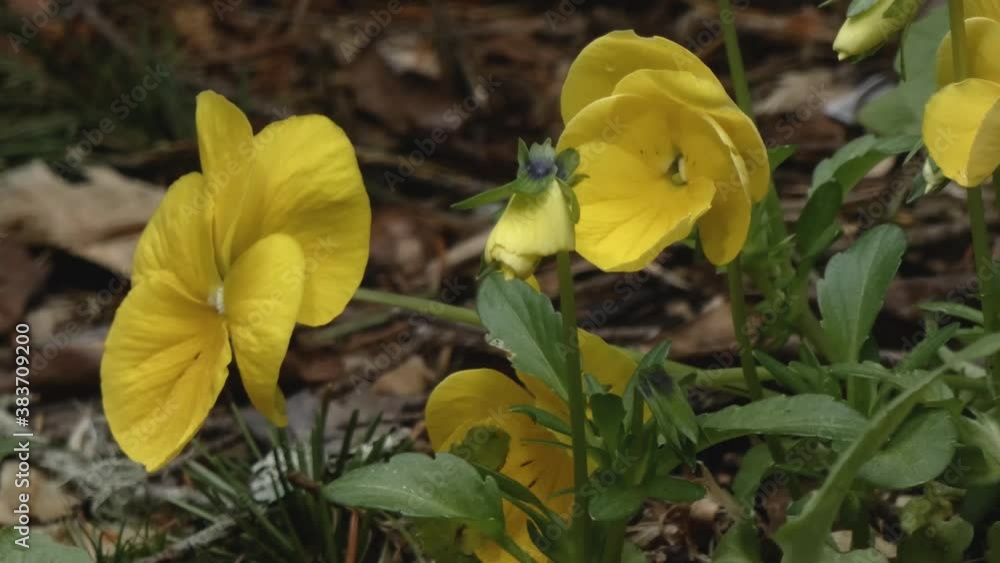 close up of yellow pansies alone in a garden close up of yellow pansies alone in a garden