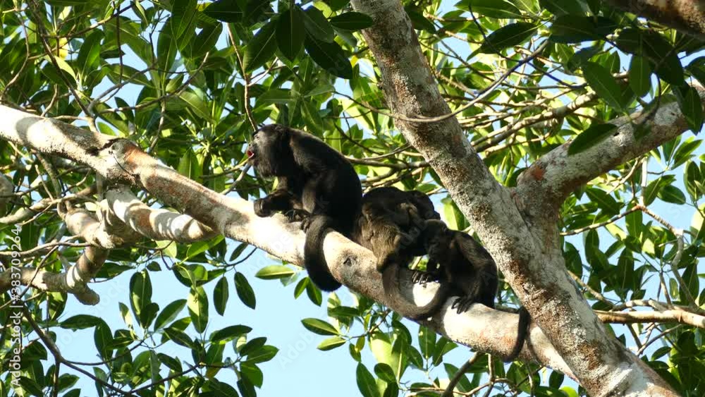 Mantled howler monkey growling loudly while standing near precious family Mantled howler monkey growling loudly while standing near precious family