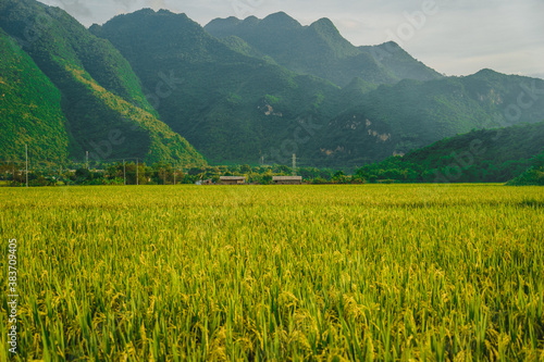 Green rice field and mountains, Mai Chau Valley, Vietnam, Southeast Asia.