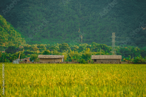 Wallpaper Mural A cluster of home stay and local houses on a hillside between a green rice field and mountains, Mai Chau Valley, Vietnam, Southeast Asia. Torontodigital.ca