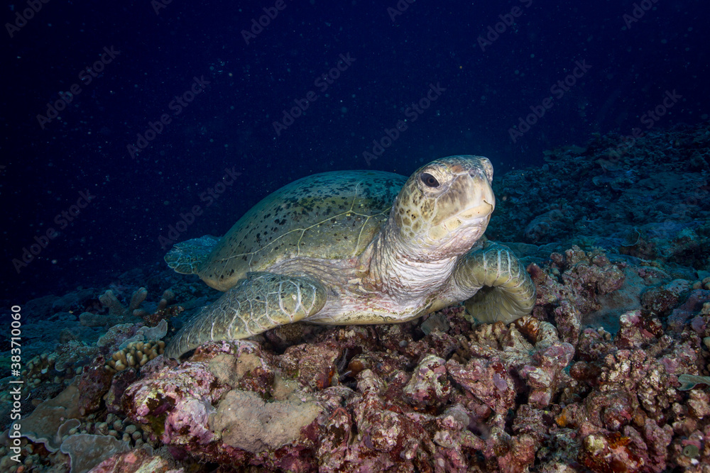 Obraz premium A large Green Sea turtle sits on the reef