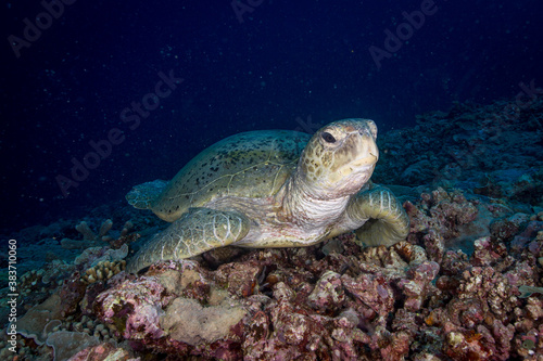 A large Green Sea turtle sits on the reef