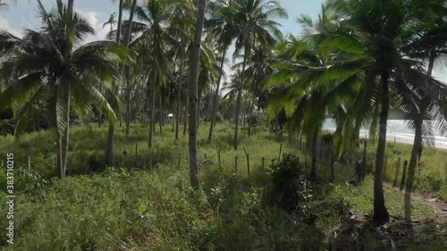 Wallpaper Mural Beautiful aerial straight drone shot between palm green trees in el nido palawan philippines. Perfect tropical location for holidays Torontodigital.ca
