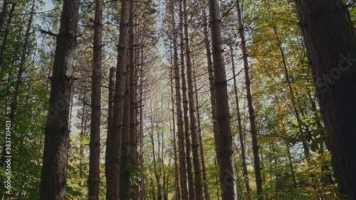 Wallpaper Mural Beautiful pan down of majestic tress in a forest 4k Torontodigital.ca