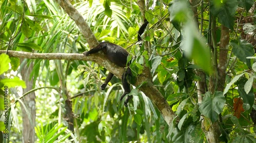 Beautiful lush jungle is perfect resting place for this mantled howler monkey photo