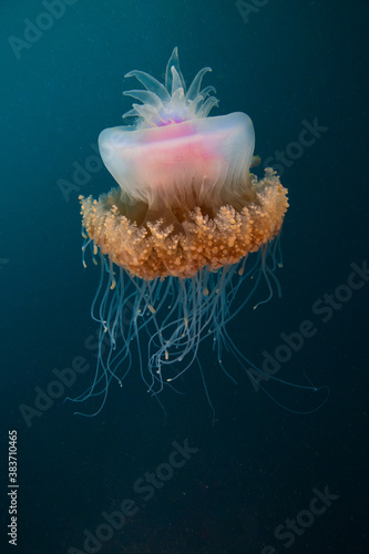 An intricate jellyfish floats on the reef
