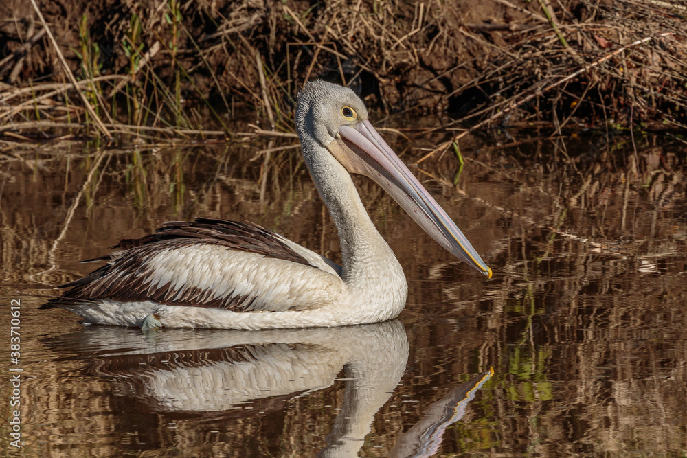 Australian Pelican in the Molonglo River Australian Pelican in the Molonglo River